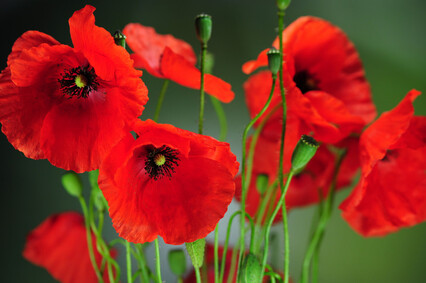 Résultat de recherche d'images pour "Coquelicot"