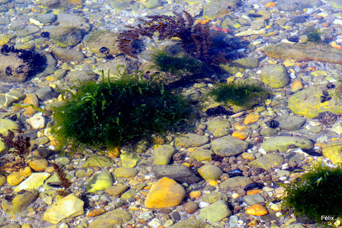 Des rochers, des moules et des algues ...