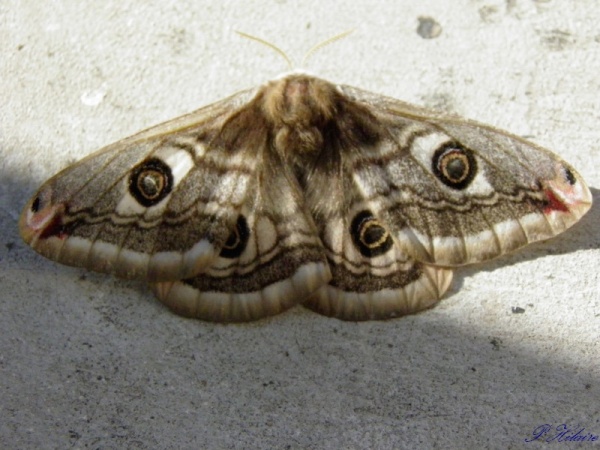 Petit Paon de nuit(Saturnia Pavonia)