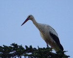 La preuve par une belle cigogne de passage 2...27.08.2022...