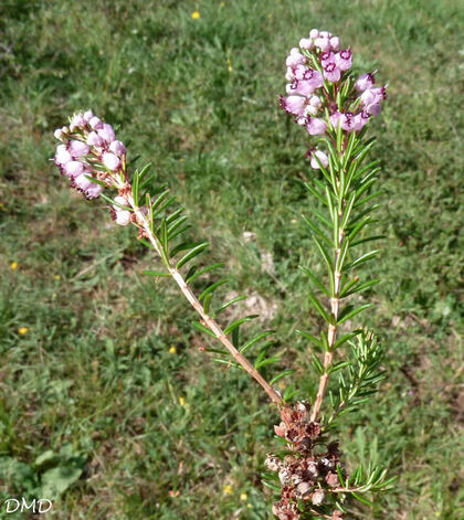 Erica vagans  -  bruyère vagabonde