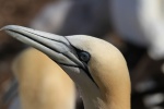 Oiseaux