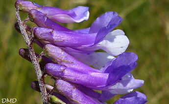 Vicia villosa subsp. varia  -  vesce bigarée