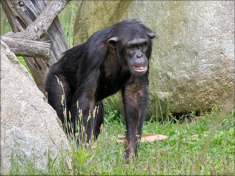 Photos de Chimpanzés du Zoo de la Palmyre