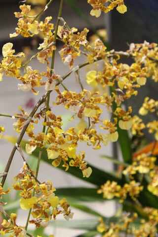  Oncidium sphacelatum ou orchidée Popcorn