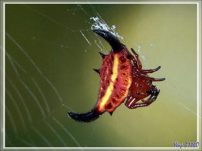 Araignée étoile épineuse rouge/orangé et jaune, Red/orange and yellow horned star spider (Gasteracantha thorelli) - Nosy Sakatia - Madagascar