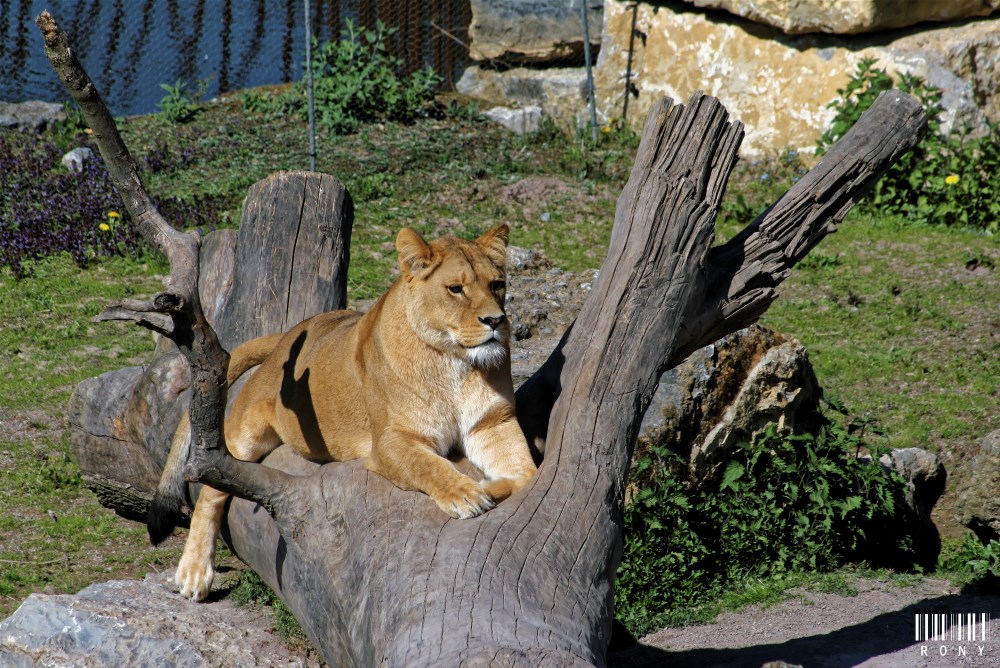 La lionne veille sur sa belle-famille