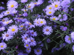 les asters : comment les accompagner ?