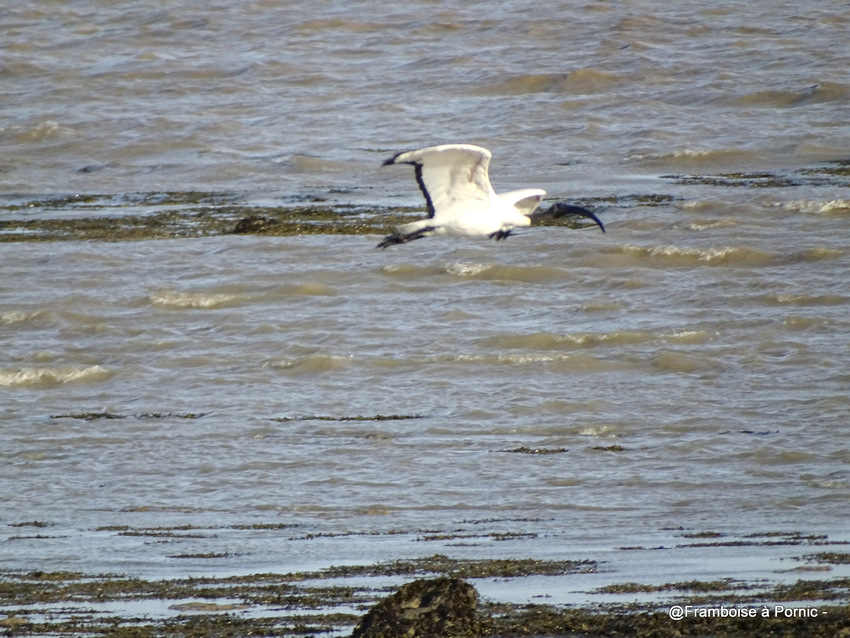 Les oiseaux à la Coupelasse octobre 2018