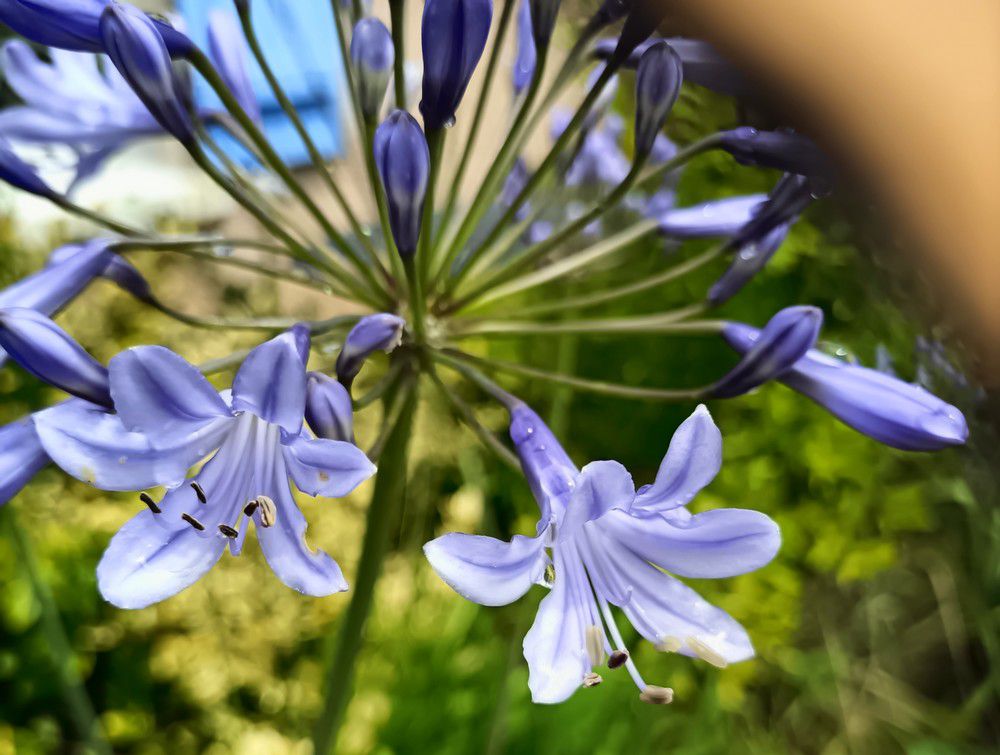 Mes agapanthes bleues - juillet 2024...