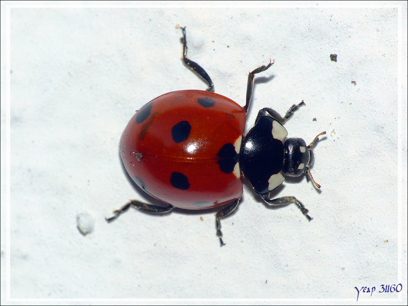 Ponte de Coccinelle à sept points (Coccinella septempunctata) (Part 1) - La Couarde-sur-Mer - Île de Ré - 17