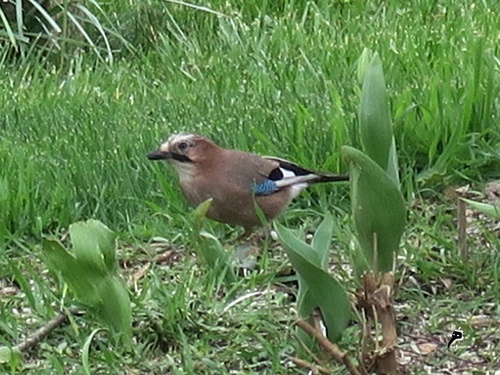 Geai des chênes (Garrulus glandarius)