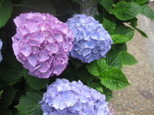 Hortensias en Bretagne