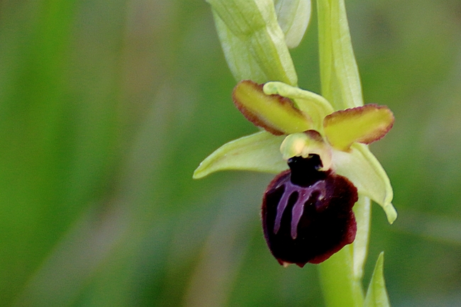 Ophrys Passionis - Ophrys de la passion