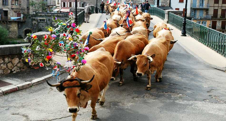 Fête de la transhumance en Lozère, Occitanie