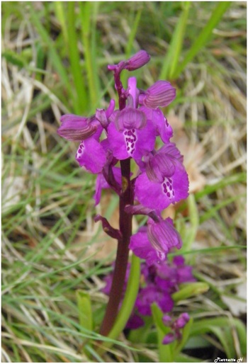 Orchis bouffon