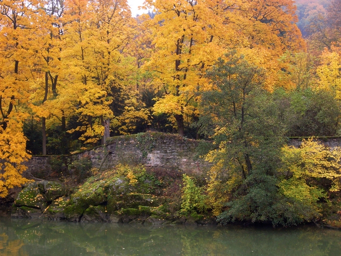 Ile barbe - Arbres jaunes