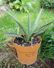 yucca faxoniana