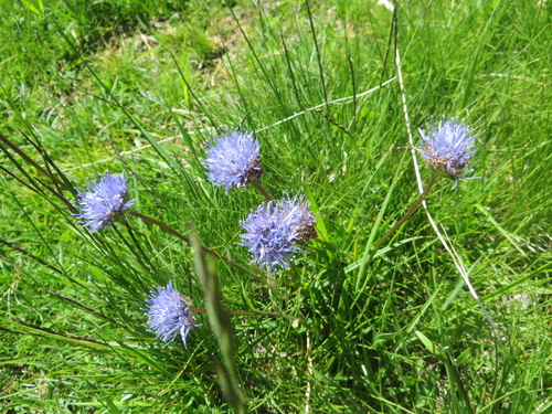 Fleurs bleues