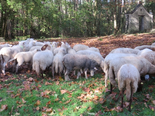 La transhumance des moutons à Malesherbes