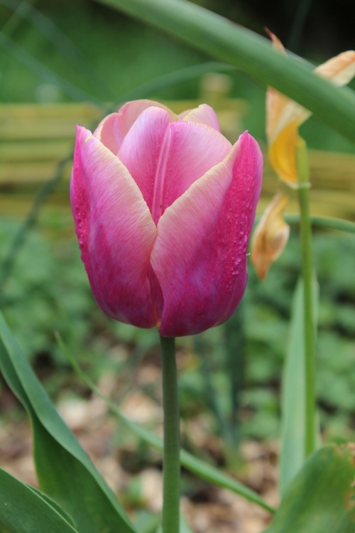 Etat des lieux au 10 avril - 1ère partie les tulipes