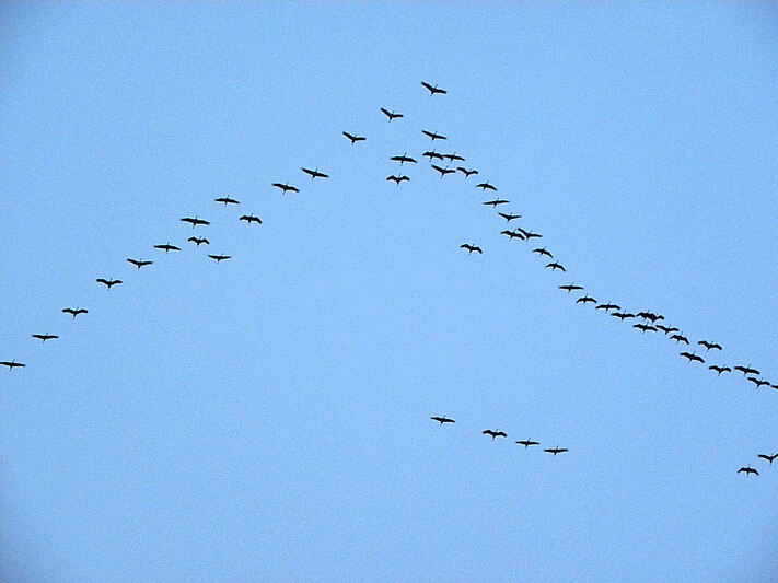 Les grues