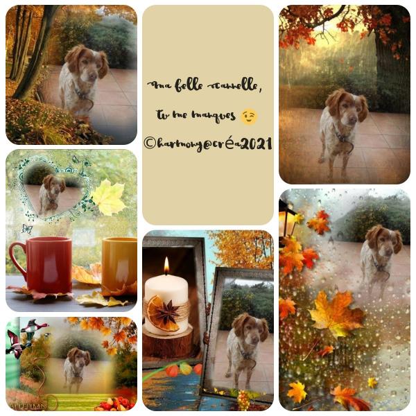 Bon week end de Toussaint à tous.