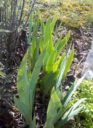 Iris Germanica "Agrippa" au printemps