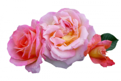 Tubes Fleurs - Divers