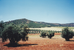 Jeudi, 15 juin 2000. Où il est question d’ingénieux hidalgo, de quête, de démesurés géants, en des villages de la Manche, des noms desquels je ne peux pas ne pas me souvenir.