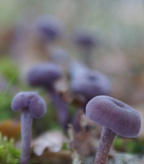 Champignons en randonnée