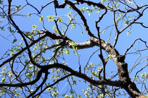 Les bourgeons avant les feuilles