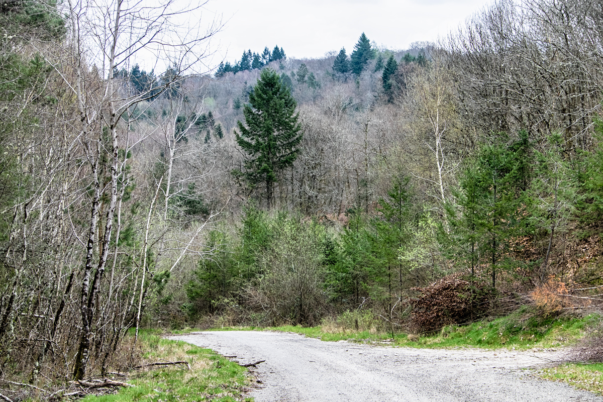 Printemps précoce à Margnac - Haute-Vienne