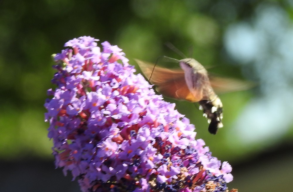 Un papillon sur son arbre...