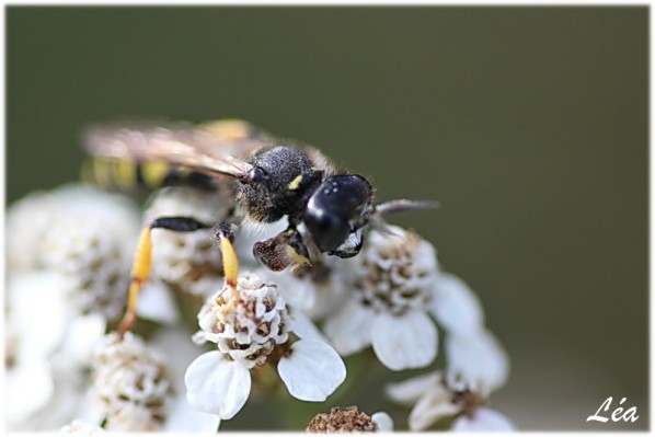 Insectes-2-2089-abeille.jpg