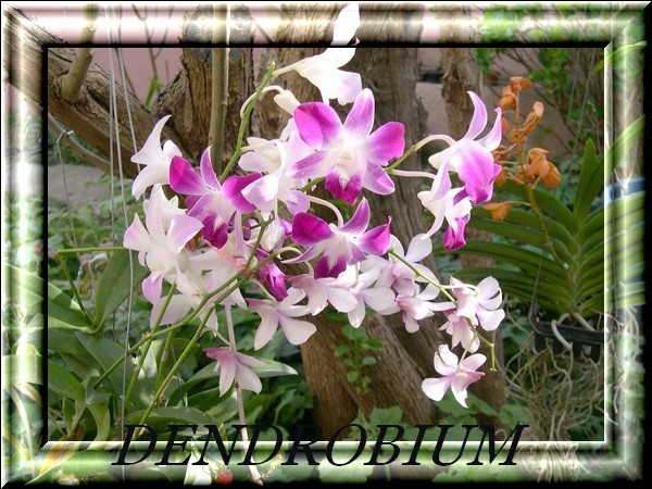 Dendrobium 09