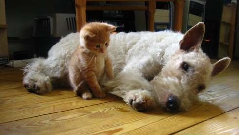 Chien et chat