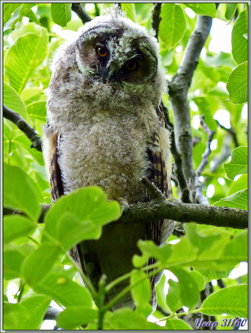 Le regard angélique du jeune hibou moyen-duc - Lartigau - Milhas - 31