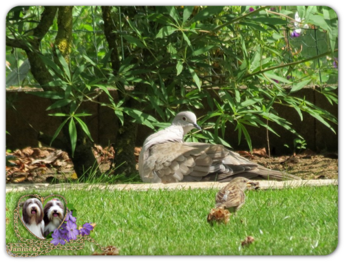 les z'ozieaux du jardin ♥ d' Athos & Cheyenne♥