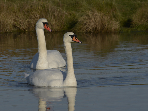 Promenade en amoureux ?