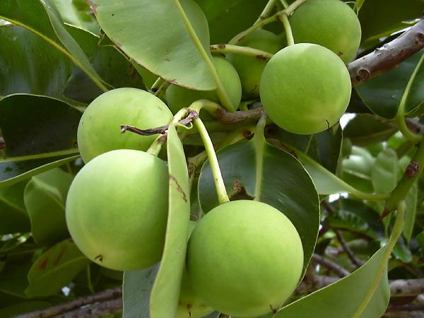 Calophyllum inophyllum Fruits de takamaka (Wikipédia)