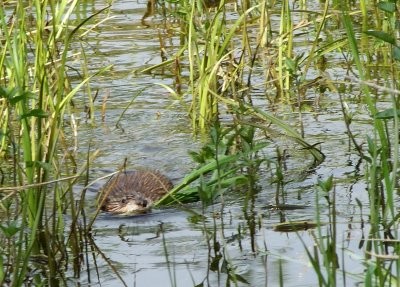 rat-musque-1-sorcy-la-fosse-des-tetons05.jpg