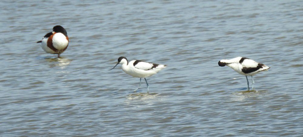 Avocettes élégantes au Teich...