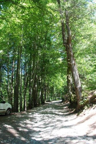 En sous-bois, dès le départ