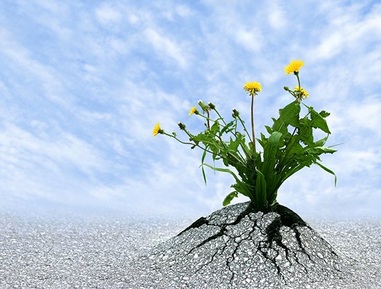 LES CAPACITÉS D'ADAPTATION