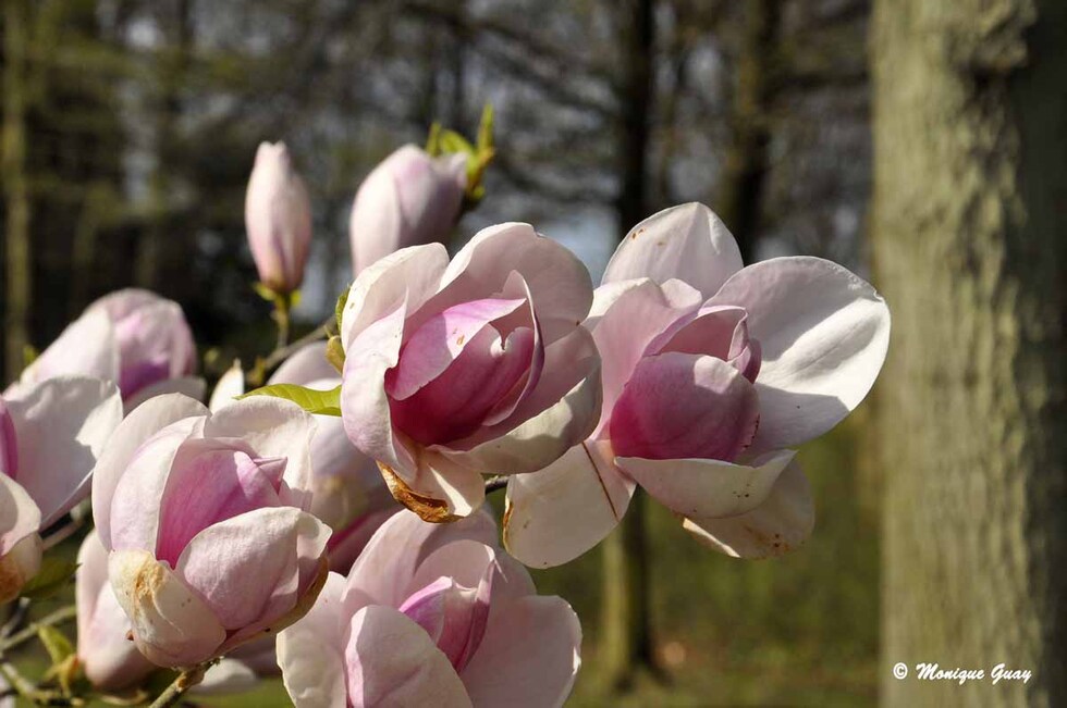 Magnolia de Soulange