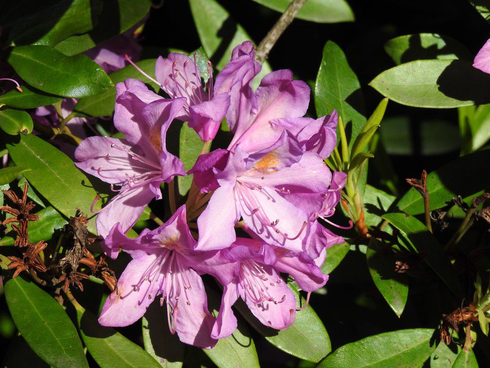 Moi, j'aime les rhododendrons et les azalées !