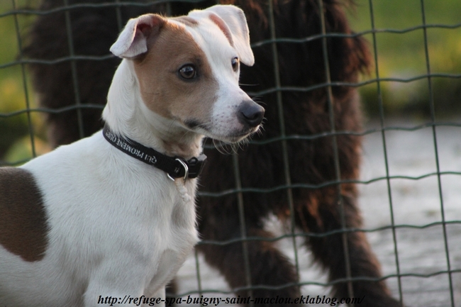 Chiens adoptés en décembre 2013