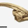 Un autre crâne de Parasaurolophus