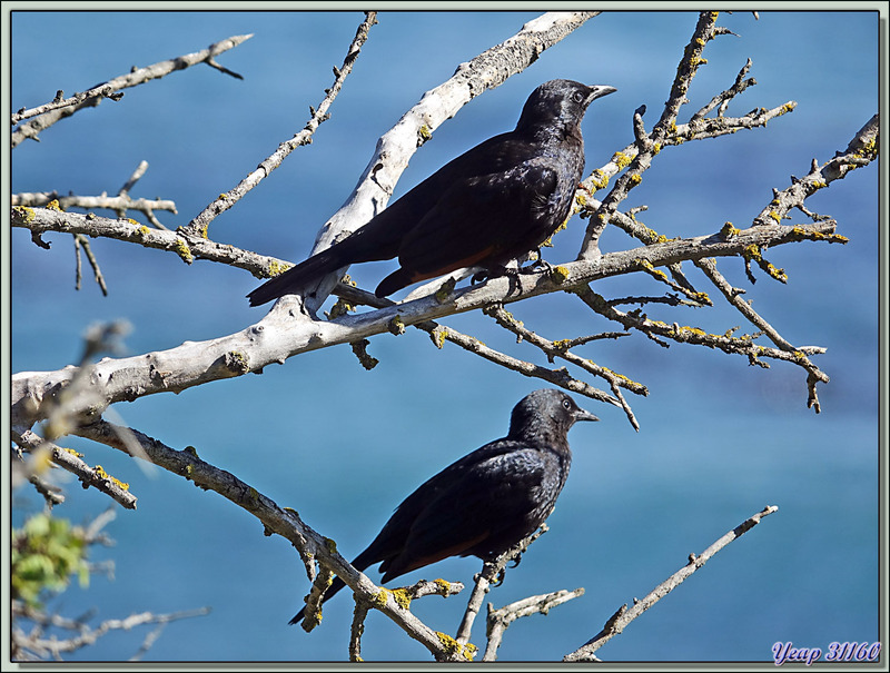 Rufipenne morio, Étourneau africain, Red-winged Starling (Onychognathus morio) - Camps Bay - Le Cap - Afrique du Sud